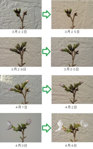 御殿場桜　花芽の経過