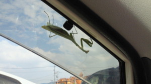 カマキリとドライブ